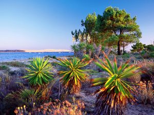photo du bassin d’arcachon de stephane scotto