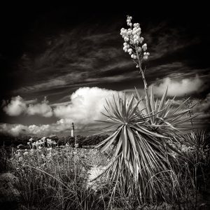 Conche du Mimbeau photo noir et blanc cap ferret bassin d'arcachon stephane scotto