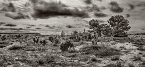 conche du mimbeau au cap ferret photo de Stéphane Scotto bassin d'arcachon