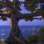 le fromager de Gustavia