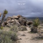 Joshua Tree California