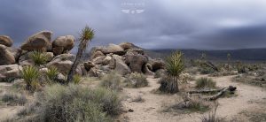 Joshua Tree California