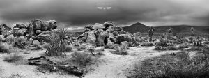 Joshua Tree California