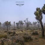 Joshua Tree California