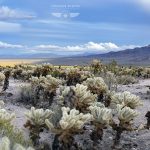 Joshua Tree California