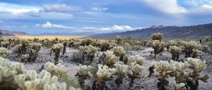 Joshua Tree California