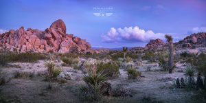 Joshua Tree California