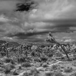 Joshua Tree California