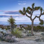 Joshua Tree National Park par le photographe Stéphane Scotto