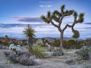 Joshua Tree National Park par le photographe Stéphane Scotto