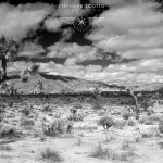 Joshua Tree photograph