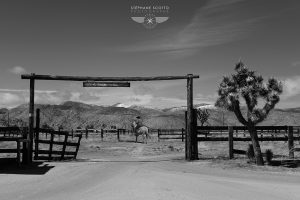Joshua Tree photograph