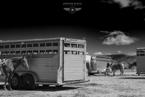 Joshua Tree California