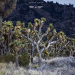 Joshua Tree California