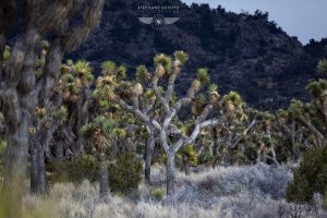 Joshua Tree California