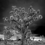 Joshua Tree California