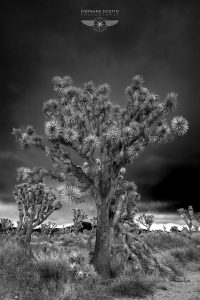 Joshua Tree California