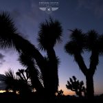 Joshua Tree California