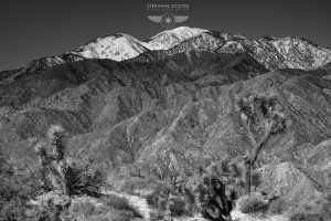 Joshua Tree California