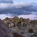 Joshua Tree California