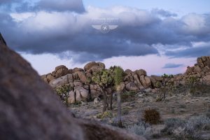 Joshua Tree California