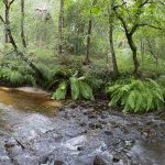 riviere de la Leyre