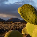 photo de Lanzarote par le photographe Stéphane Scotto