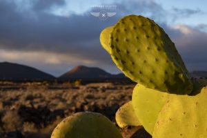 photo de Lanzarote par le photographe Stéphane Scotto