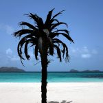 Un cocotier réalisé en pneus recyclés par un artiste, platé sur la plage de l'Eden Rock -Saint-Barthélémy.