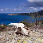 St Barth