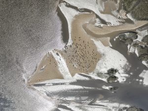 photo aerienne du Bassin d'Arcachon par le photographe Stéphane Scotto