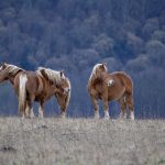 chevaux dans les hautes pyrénées