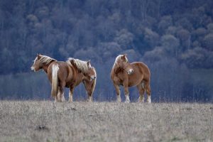 chevaux dans les hautes pyrénées