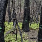 Foret usagere de la Teste de Buch après les incendies