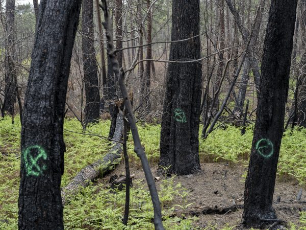 Foret usagere de la Teste de Buch après les incendies