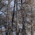 Foret usagere de la Teste de Buch après les incendies