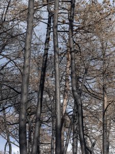 Foret usagere de la Teste de Buch après les incendies