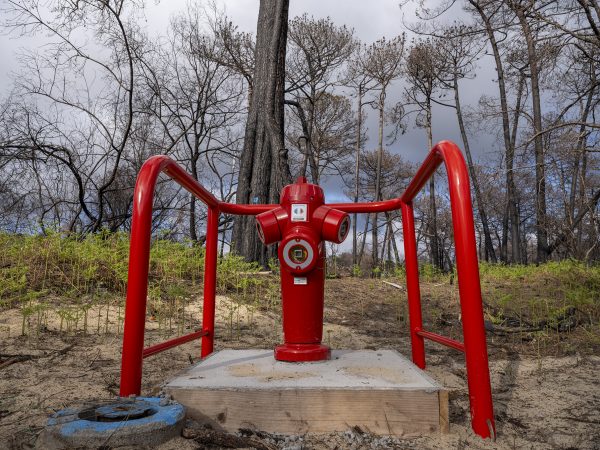 Foret usagere de la Teste de Buch après les incendies