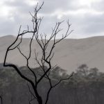 Foret usagere de la Teste de Buch après les incendies