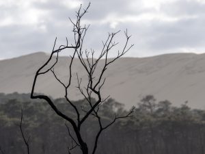 Foret usagere de la Teste de Buch après les incendies