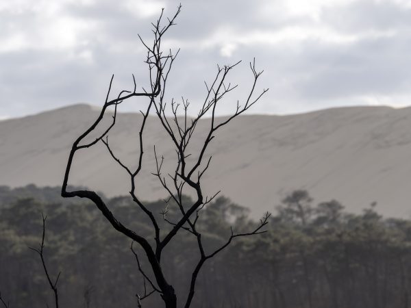 Foret usagere de la Teste de Buch après les incendies