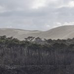 photo de la foret de la Teste de Buch après les incendies
