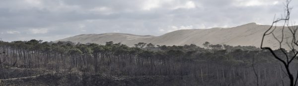 photo de la foret de la Teste de Buch après les incendies