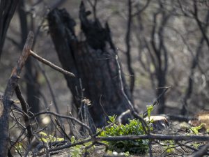 Foret usagere de la Teste de Buch après les incendies