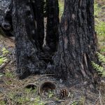 Foret usagere de la Teste de Buch après les incendies