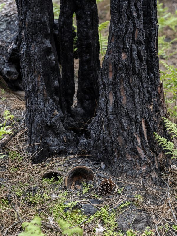 Foret usagere de la Teste de Buch après les incendies