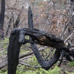 Foret usagere de la Teste de Buch après les incendies