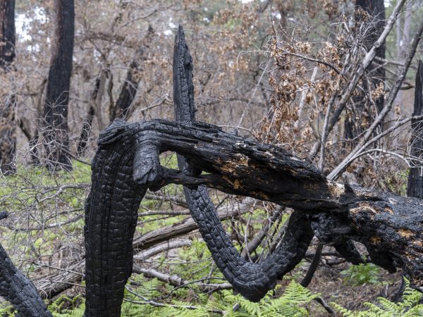 Foret usagere de la Teste de Buch après les incendies