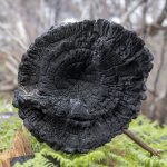 Foret usagere de la Teste de Buch après les incendies