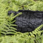 Foret usagere de la Teste de Buch après les incendies